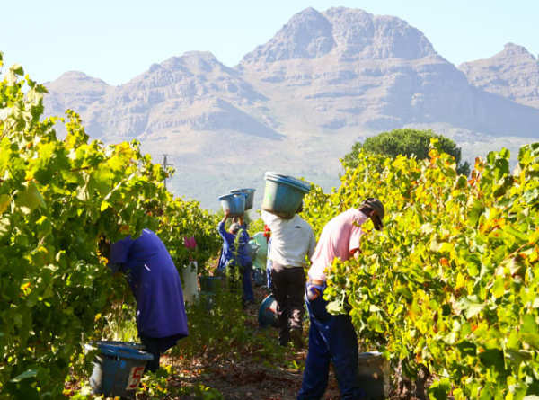 Distell South Africa