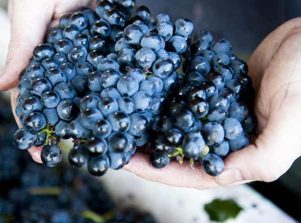 pinot noir rypäleet