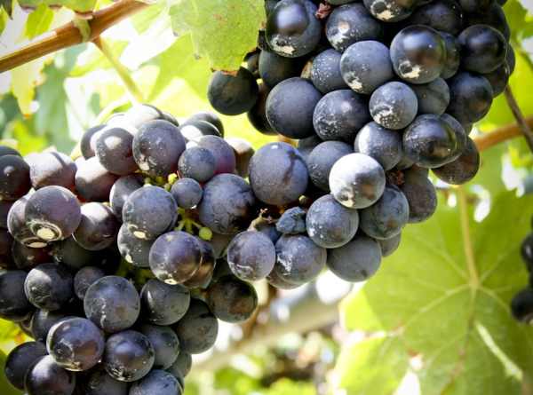 syrah rypäle
