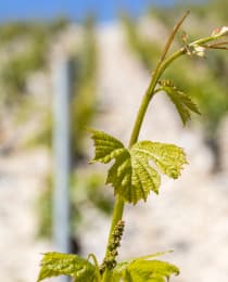 Domaine des Malandes