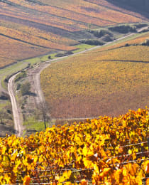 Chablis