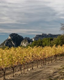 Vignoble Austrey / Peyrassol