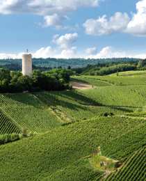 Weingut Robert Weil