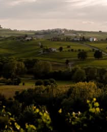 Il Falchetto