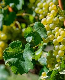 Nederburg - Grapes