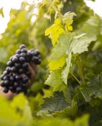 Rioja