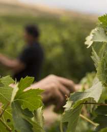 Bodegas Faustino - leaves