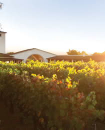 Robert Mondavi