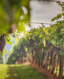 Schrader Cellars