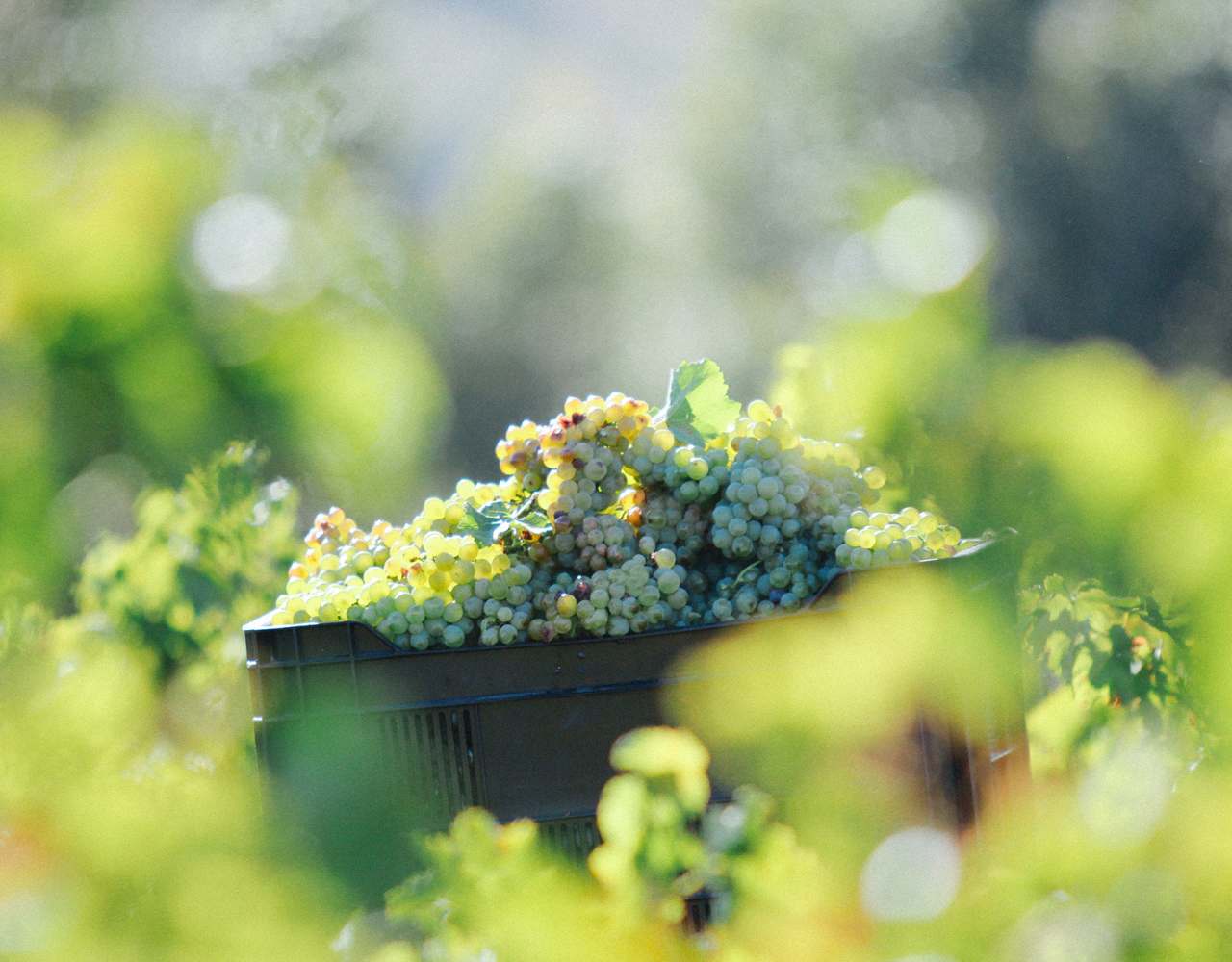 Philipson Söderberg - Spier grape to glass