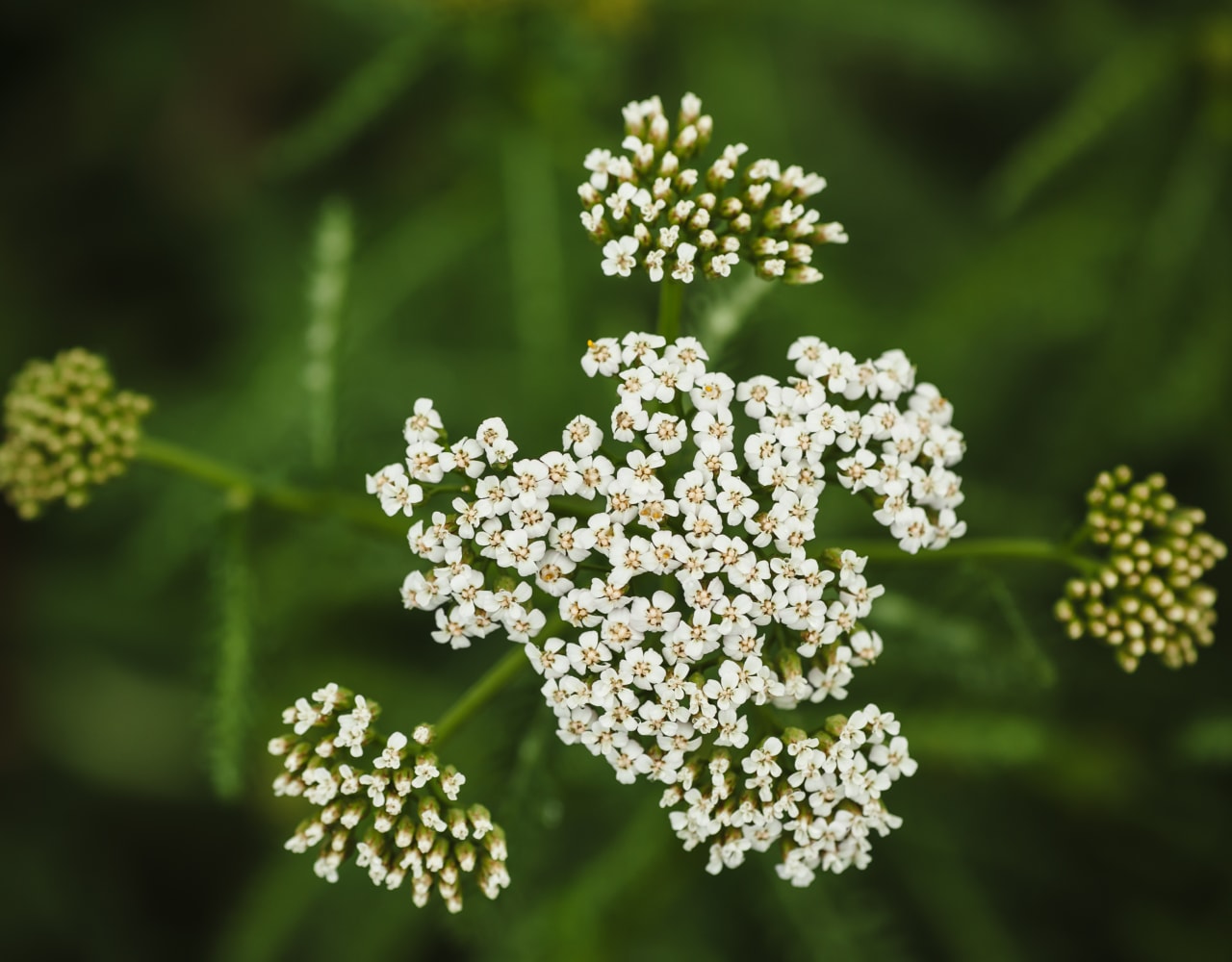 Valhalla  - ACHILLEA MILLEFOLIUM