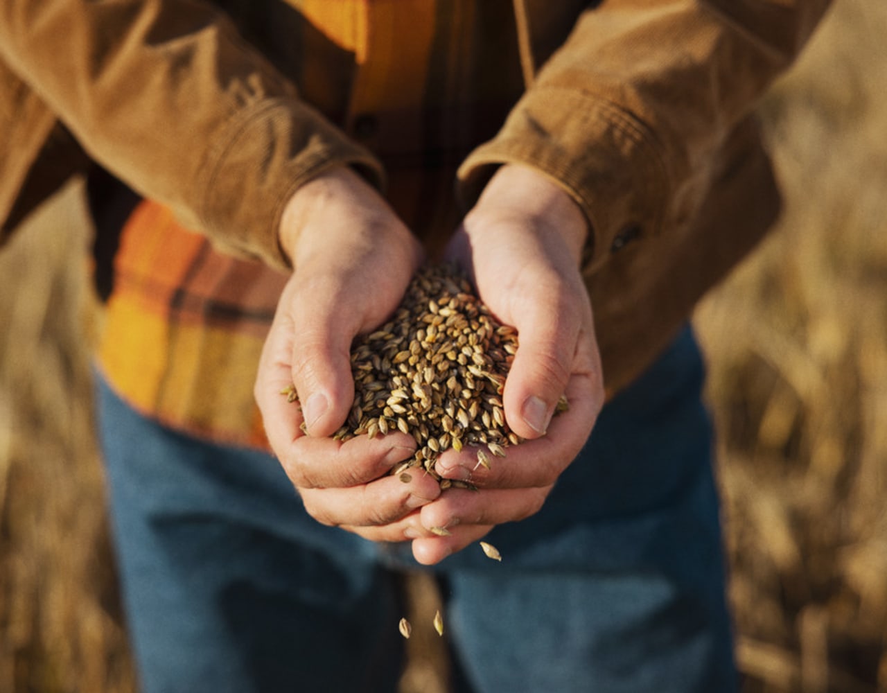 Handful of barley