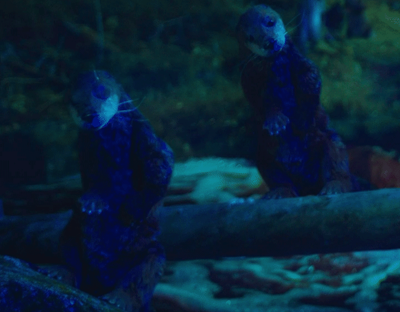 Koskenkorva - GIF Party Otters
