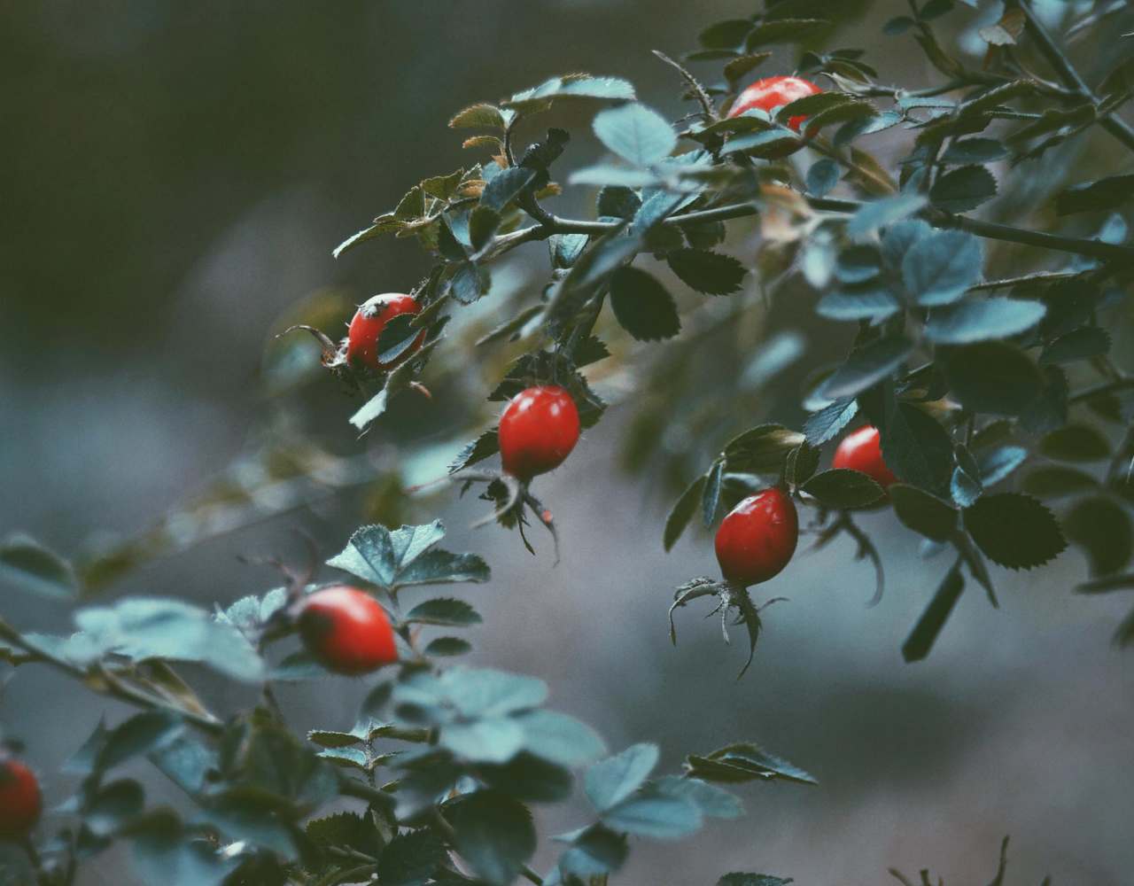 Skagerrak berries hanging from a tree