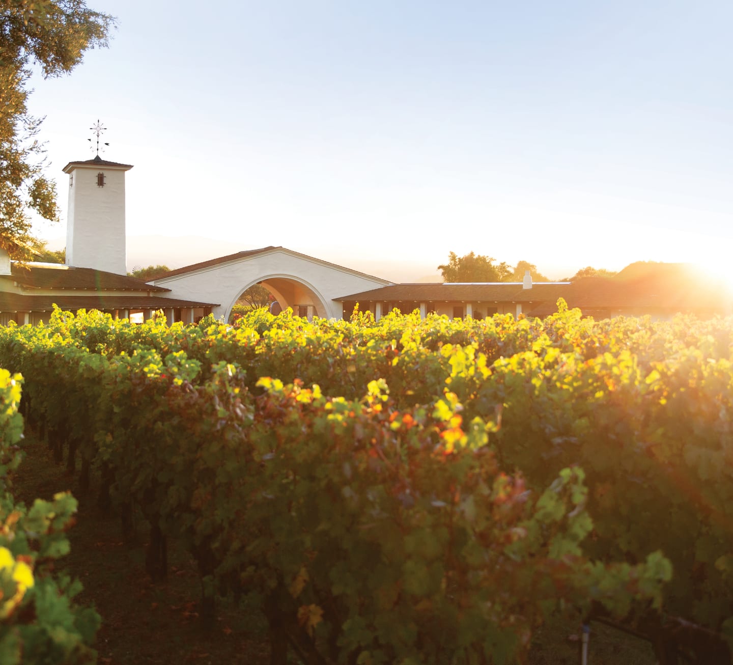 Vineriet hos Robert Mondavi.