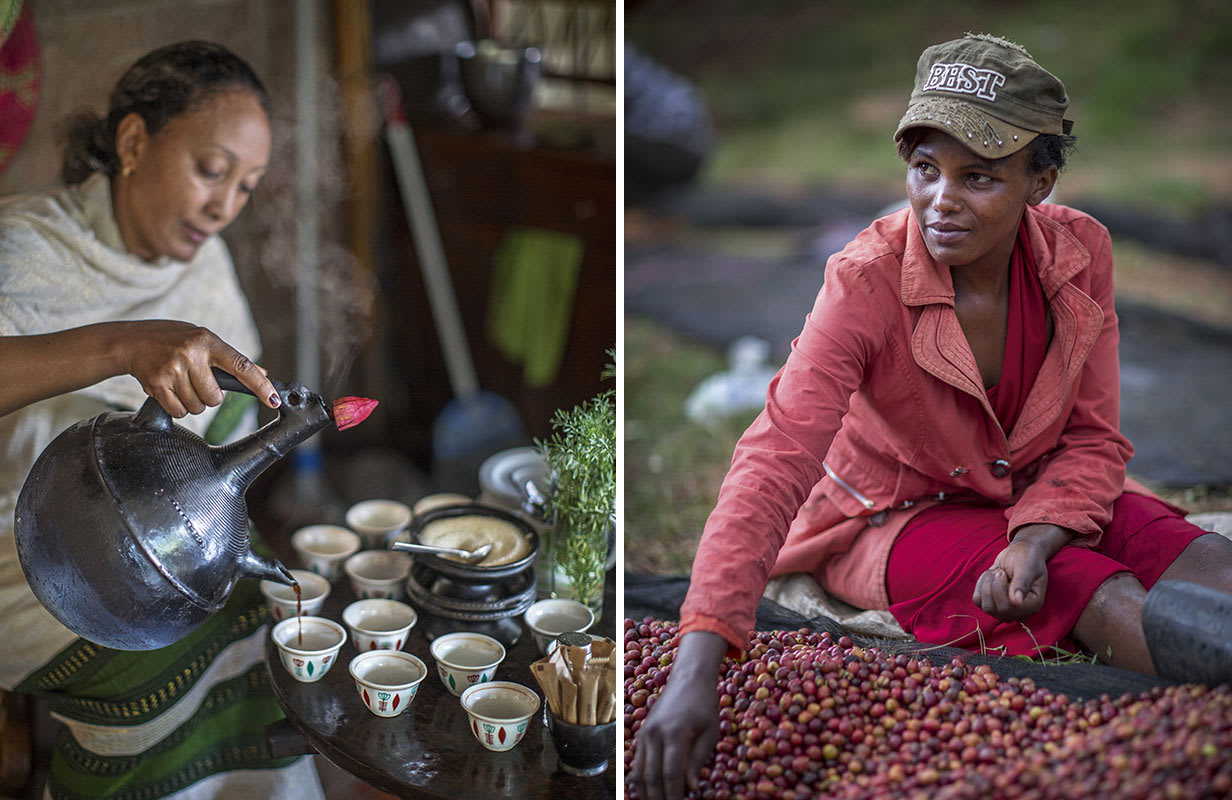 Etiopisk kaffeceremoni och sortering av kaffebär i Kenya