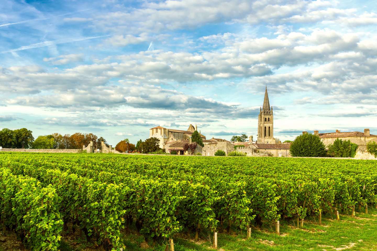 Cabernet Sauvignon och merlot odlas flitigt i Bordeaux.
