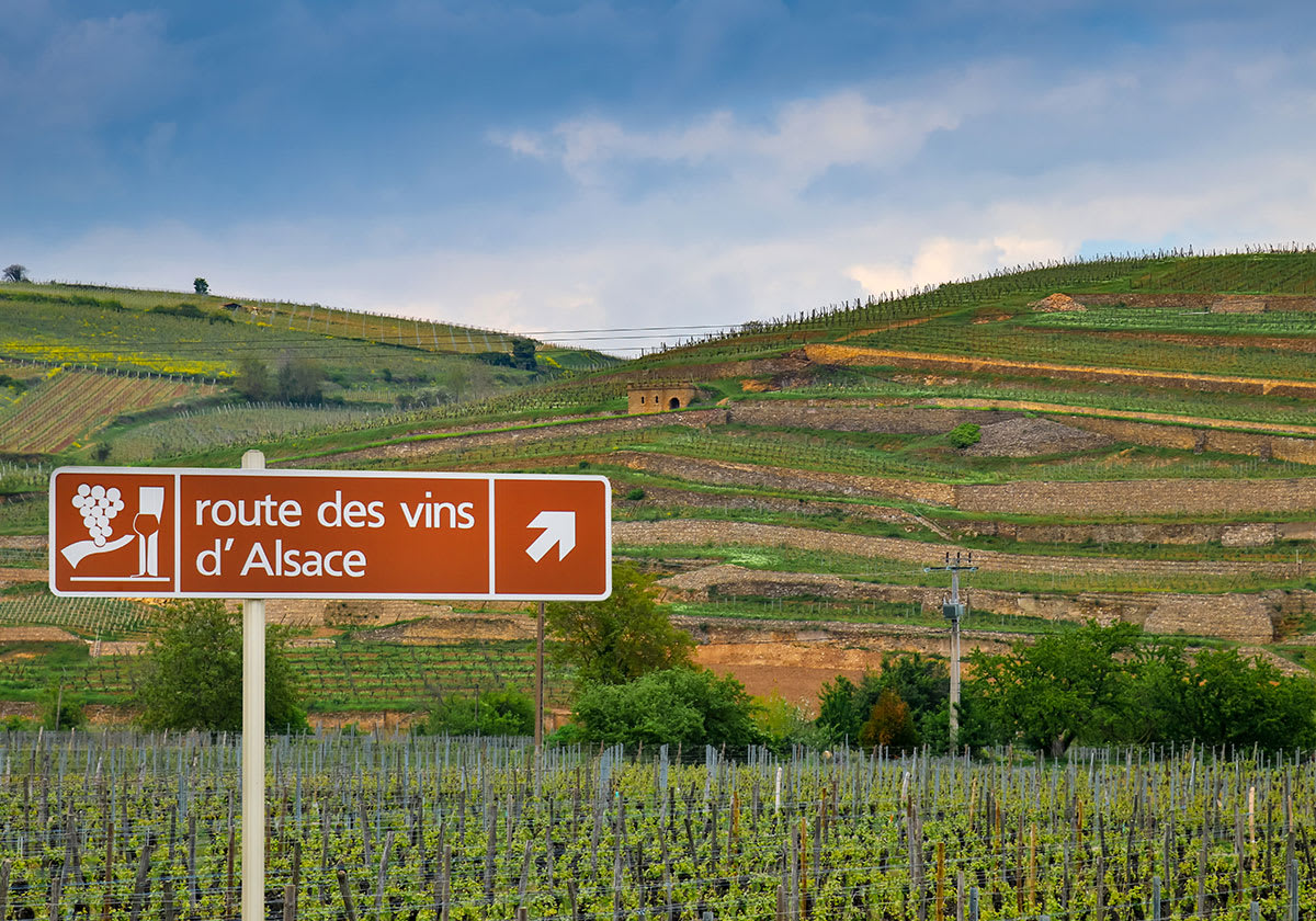 Route de vin i Alsace - cykla mellan vingårdarna
