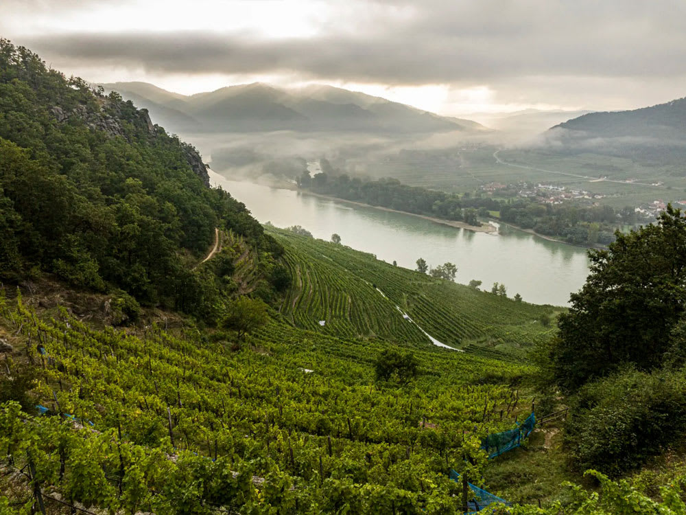 Vinodling hos Domäne Wachau.