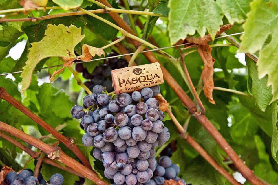 Druvor i Pasquas vingård i Valpolicella