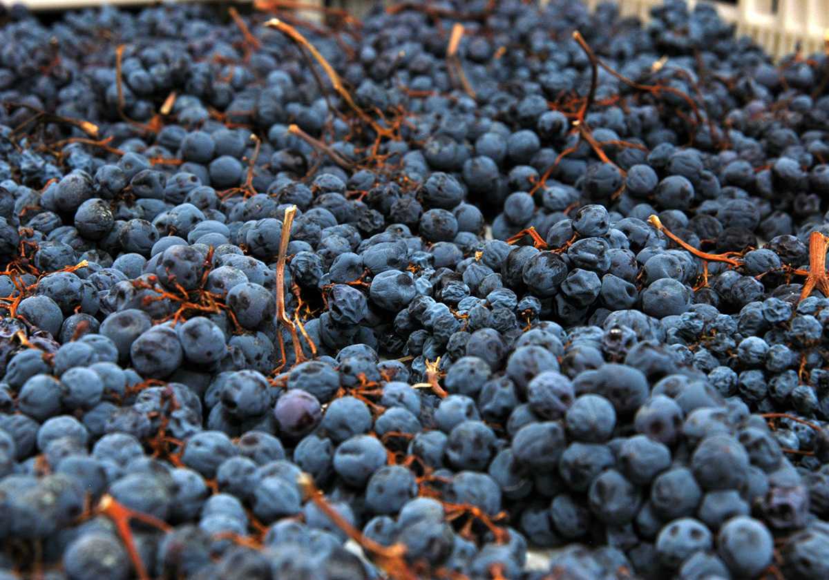 Röda druvor som ligger på tork.