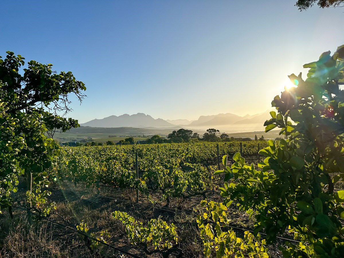 Utsikt över Reyneke Wines vingårdar.