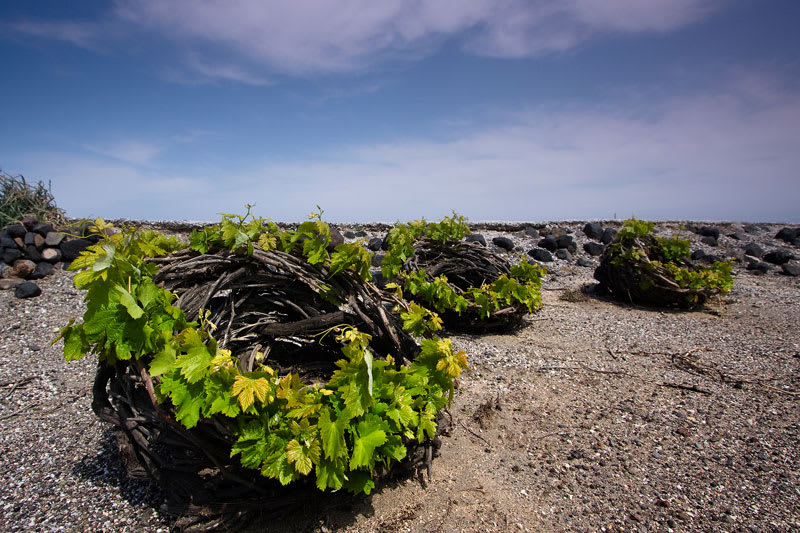 Vingård på Santorini, med de typiska fågelboliknande vinrankorna. 
