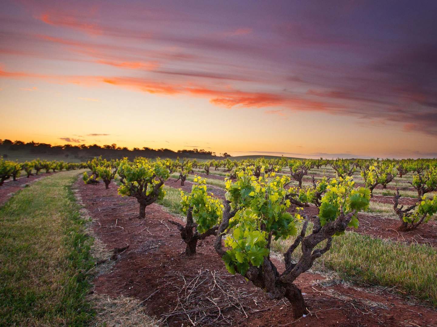Vingård hos Seppeltsfield i Barossa