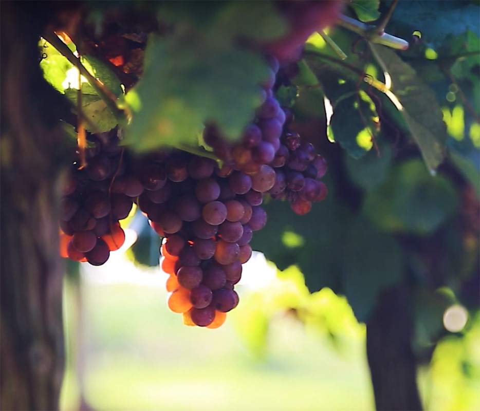Vindruvor Bodega Montlaiz