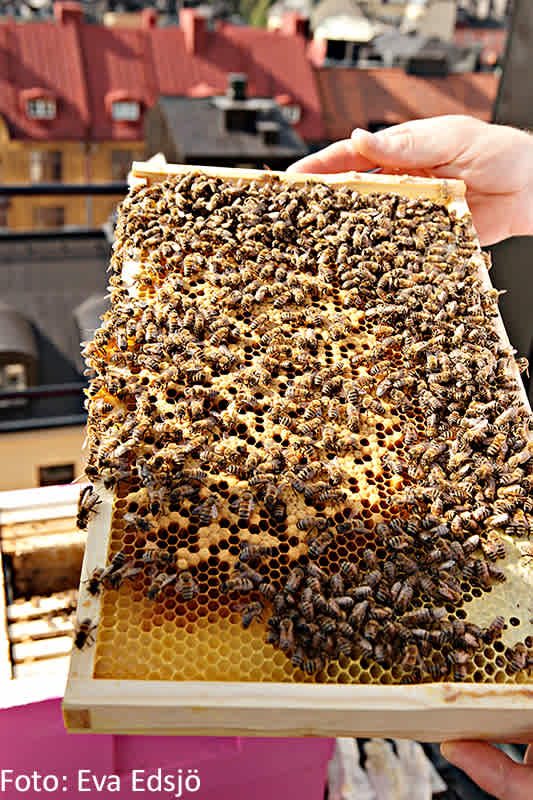 Bikupa från Bee Urban