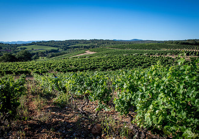 Commanderie de Peyrassol vinodling