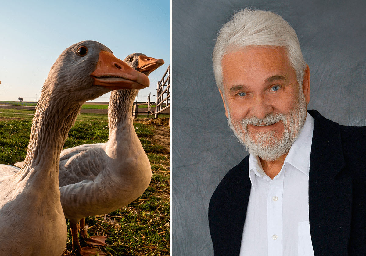 Hasse Andersson om gåsamiddag.