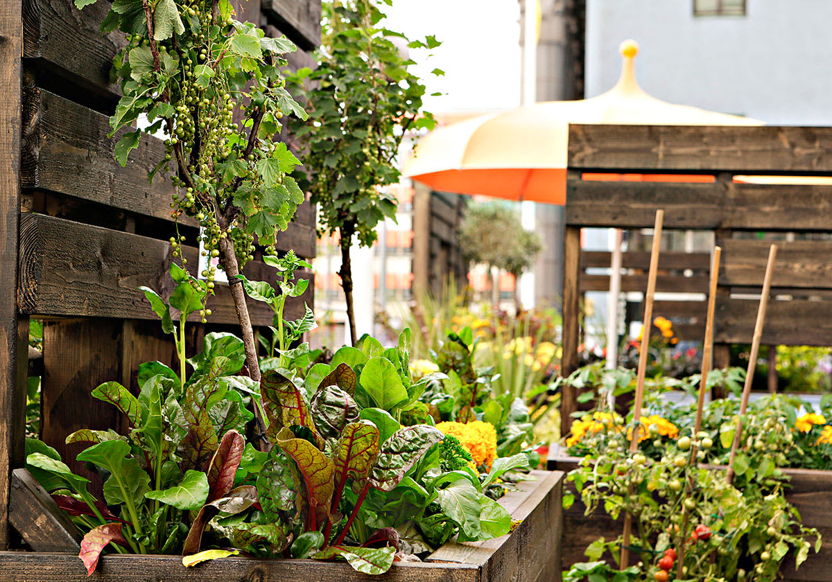 Takterass hos Bee Urban