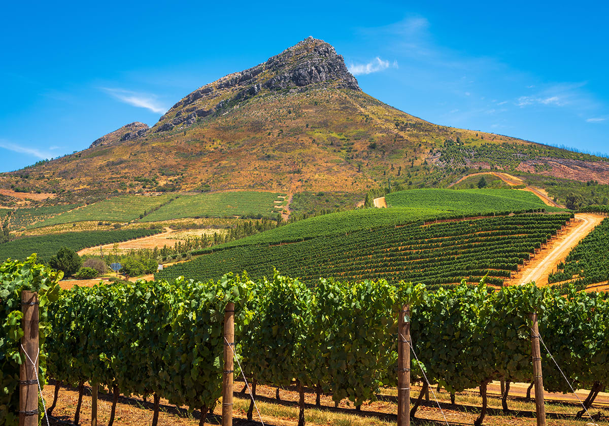 Vingård i Sydafrika.