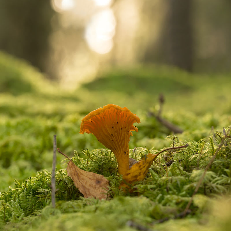 Kantarell i skogen.