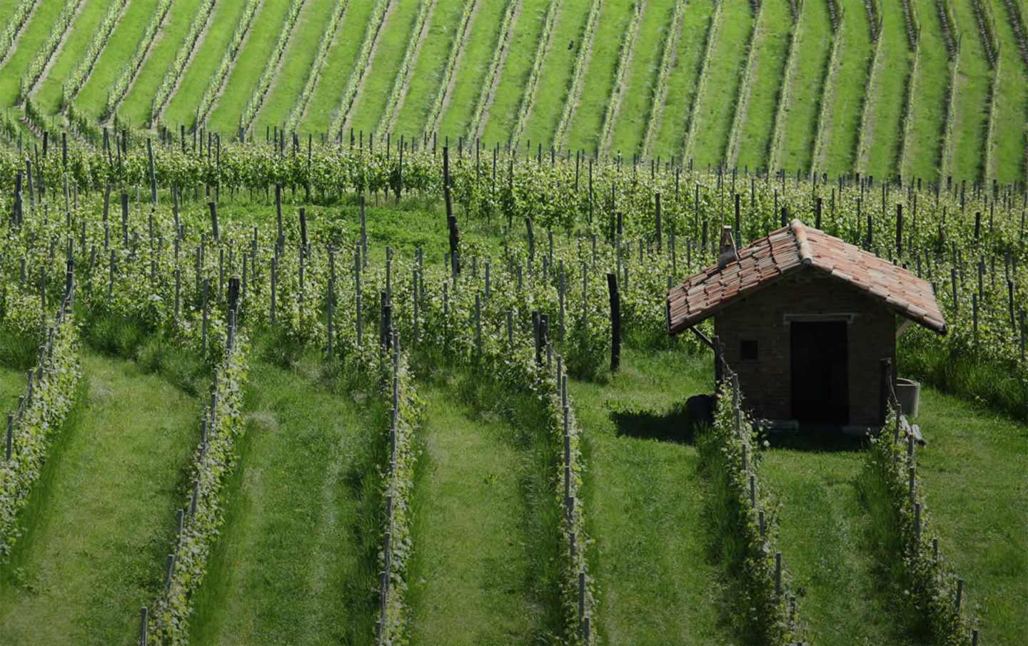 Giacomo Borgognos vinodling