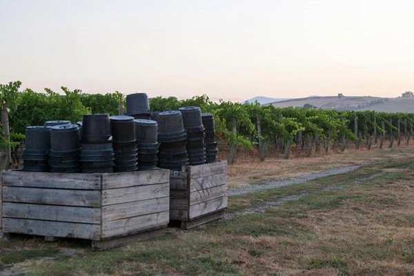 Punt Road vingård med tunnor