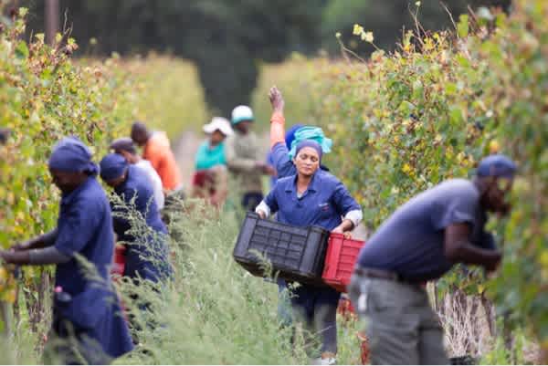 Rust en Vrede vinodling