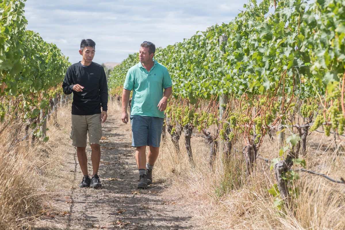 Två män på Urlars vingård