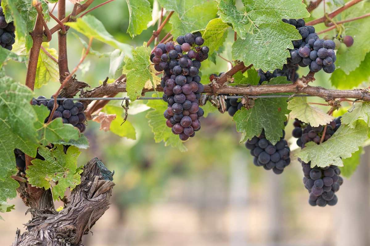 Druvklasar av pinot noir