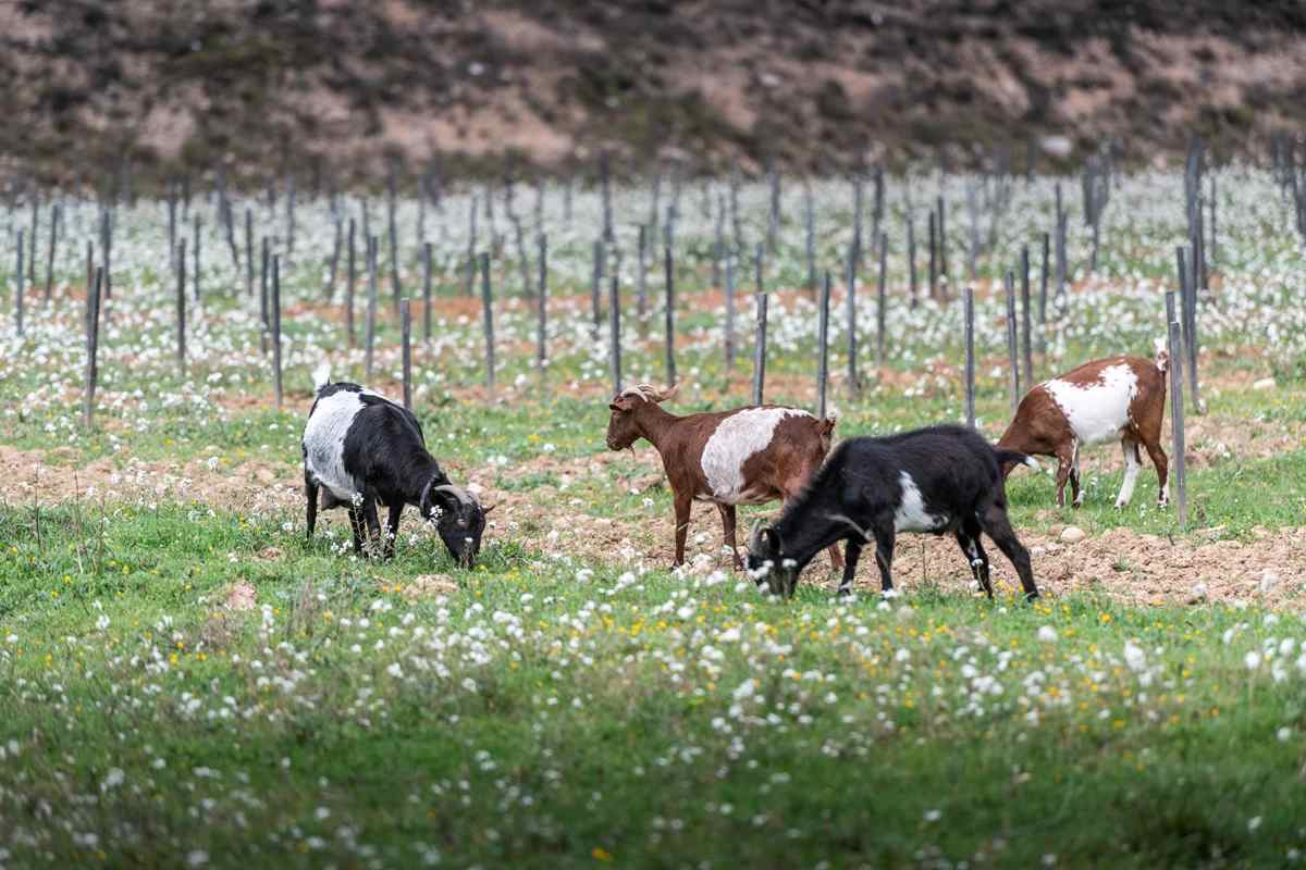 Getter vid Castelo de Pedregosa
