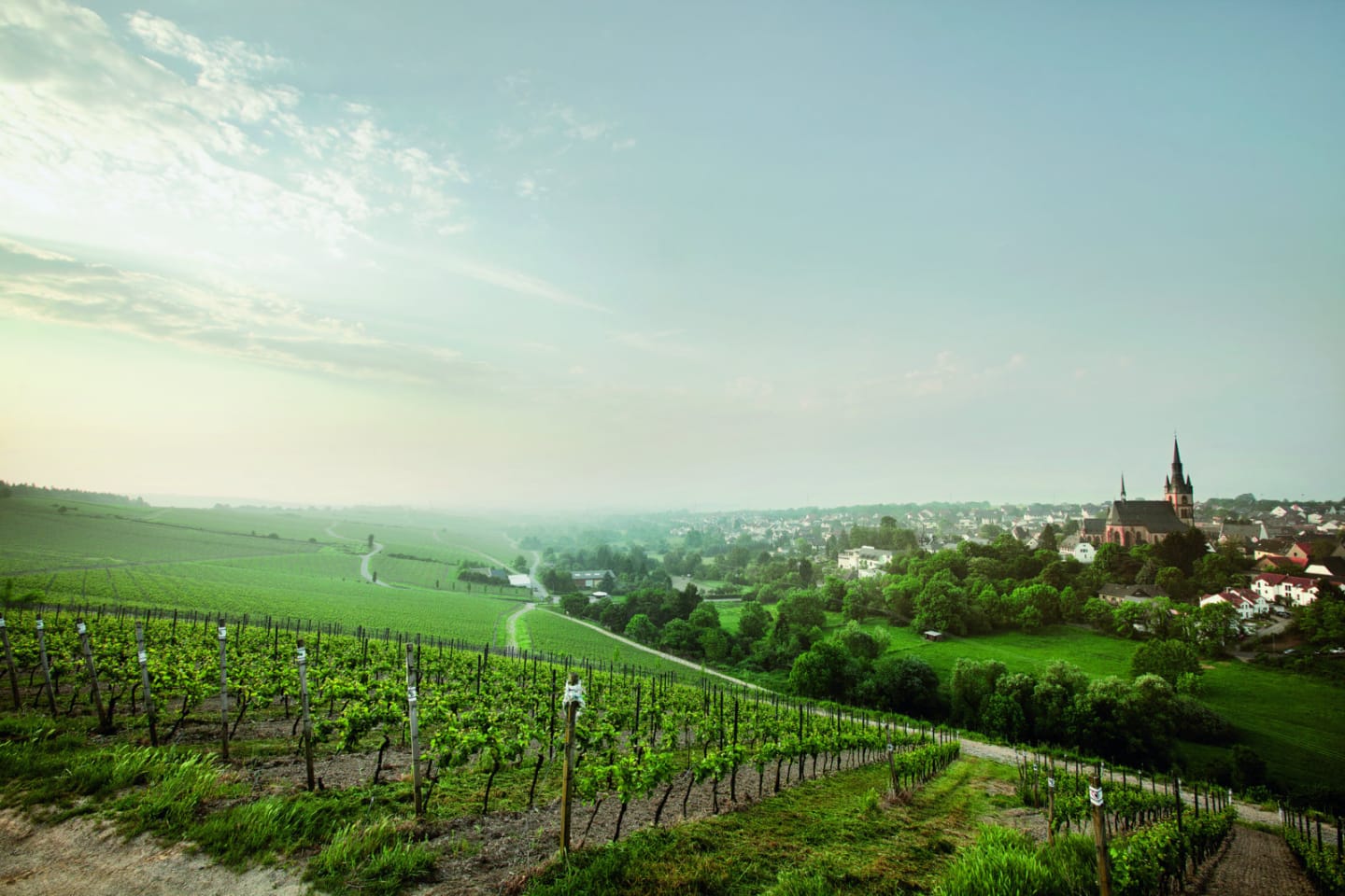 Robert Weils vingårdar i Rheingau.