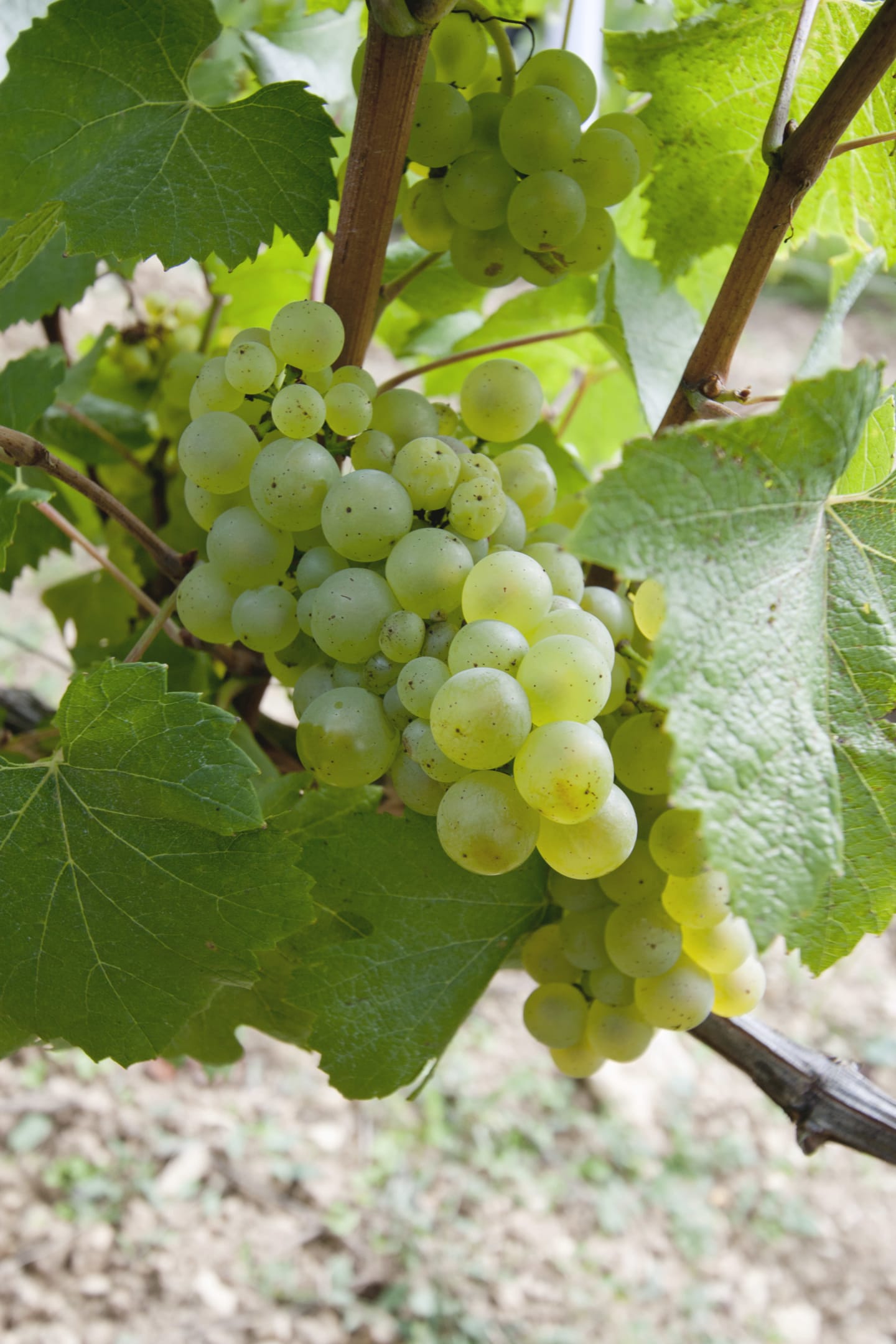 Chardonnay 