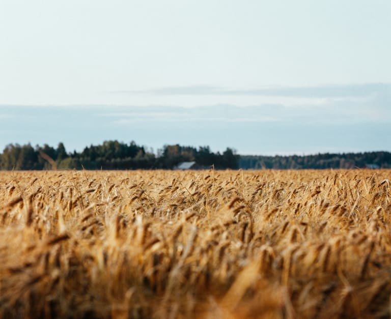 Koskenkorva Vodka Climate Action Barley Field