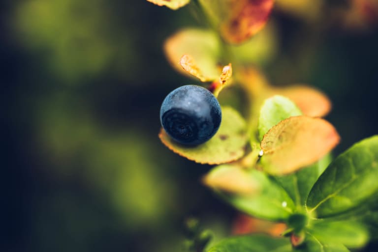 Bilberry close up