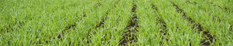 Barley starts to grow