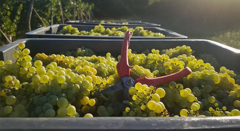 Cremant De Bourgogne vahuvein