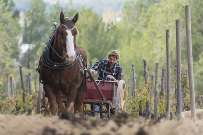 Raventose jätkusuutlik veinitootmine