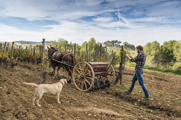 Raventos - Biodünaamiline veinibränd