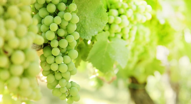 Valged viinamarjad